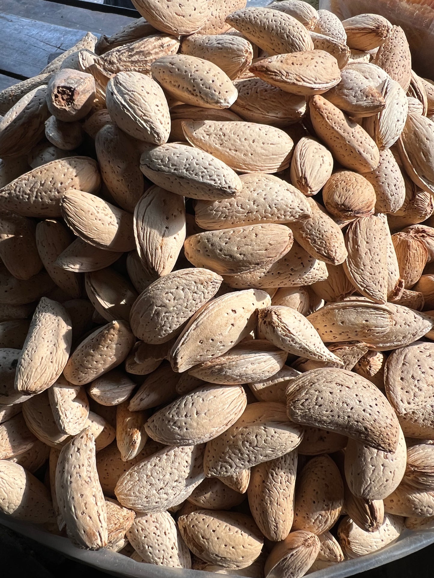 Abdul Wadi Badam (with shell)