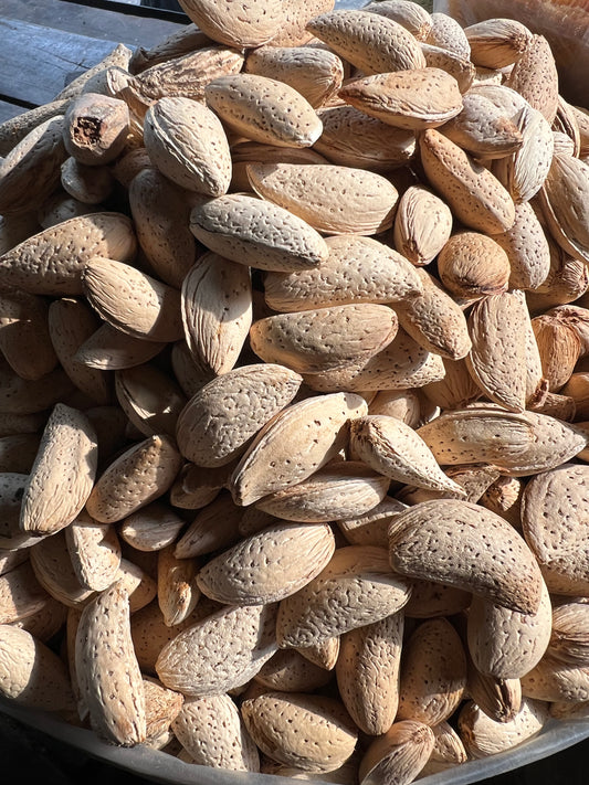 Abdul Wadi Badam (with shell)